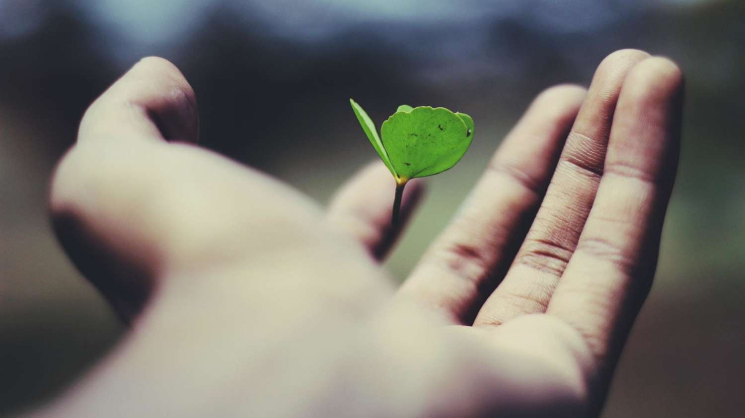 Image of a hand holding a small green shoot