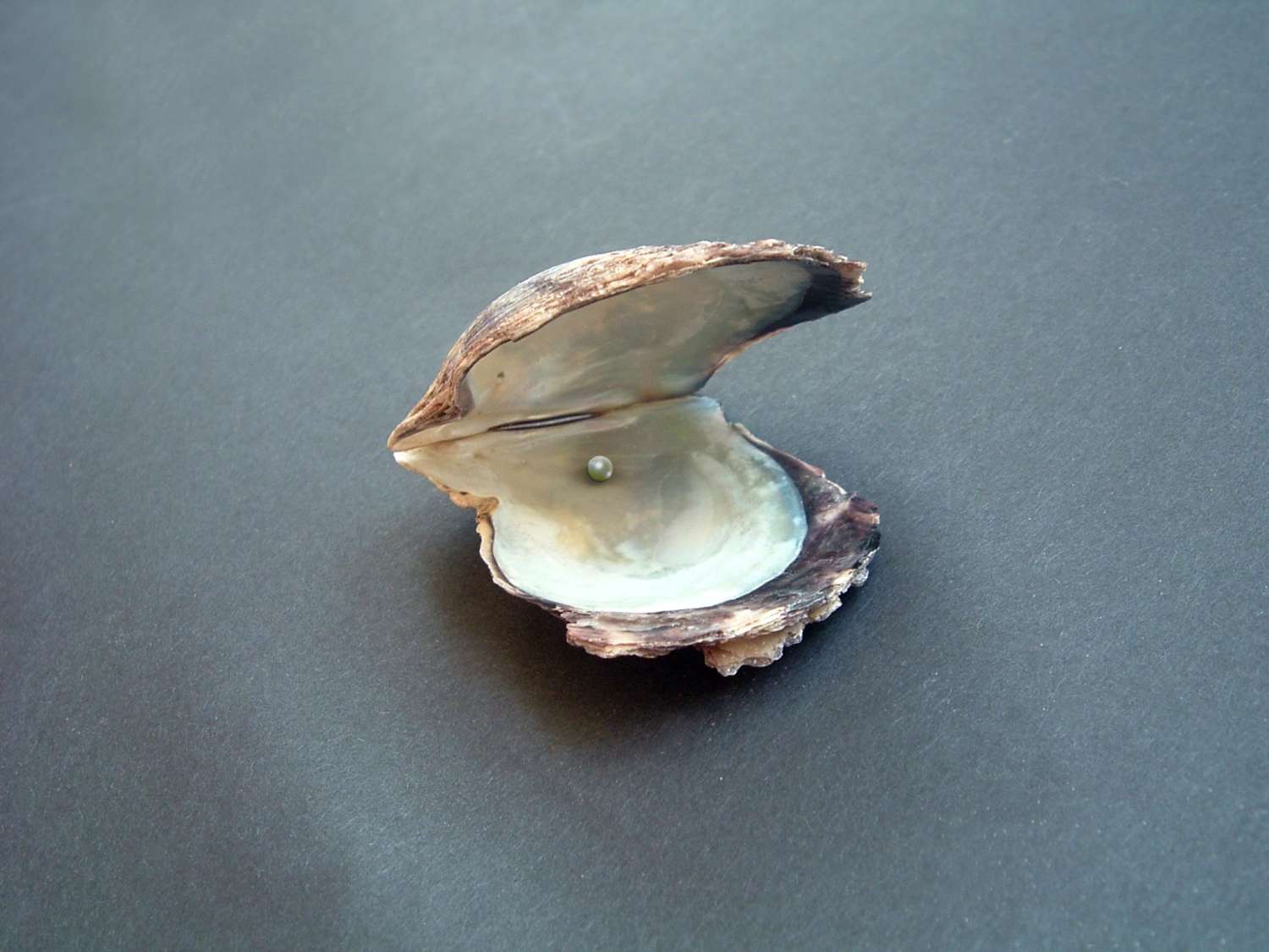 Oyster 1426467