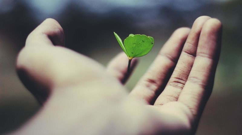 Image of a hand holding a small green shoot