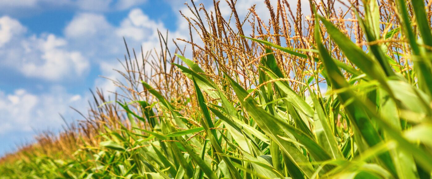 Wheat